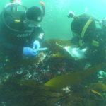 32. Divers at the wreck of the Sao Jose-Paquete (Jonathan Sharfman)