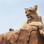 6. Majestic lioness  (courtesy of Jeff Rikotso, Gauteng tourism)